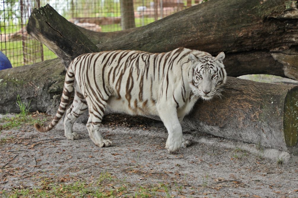 Head over to our channel BigCatTV.com for an exclusive video featuring Sapphire the white tiger. Be a part of the veterinary procedure in this 180 3D virtual reality experience. Meet the doctors and watch them in action!