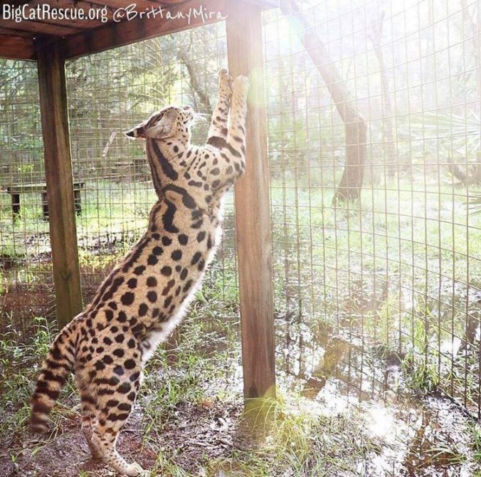 Rise and shine with Hutch Serval!