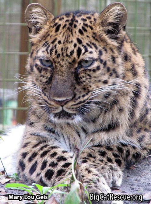Exquisitely beautiful Natalia the Amur Leopard is ready to show off her amazing whiskers on Whiskers Wednesday! srcset=