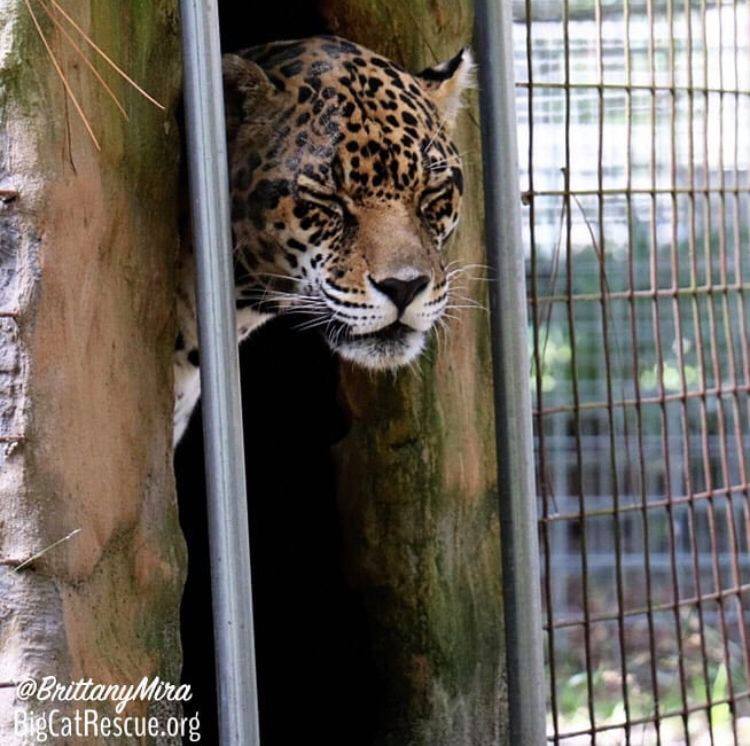 Manny Jaguar had a wild weekend and is ready for bed!