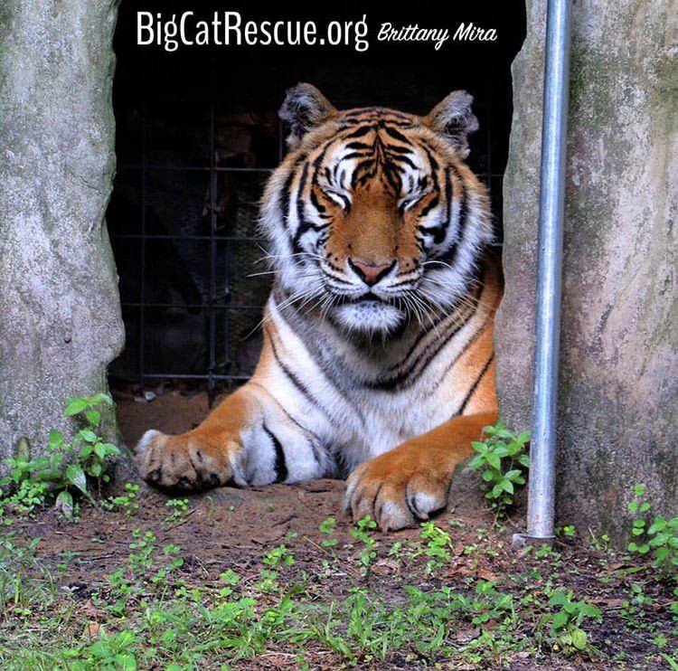 Priya Tigress says International Tiger Day is almost over, but you can still support the tigers in the wild with your purr-chase! https://big-cat-rescue.myshopify.com/collections/international-tiger-day-1