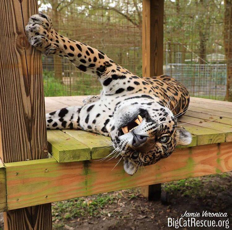Manny Jaguar showing off his silly side!