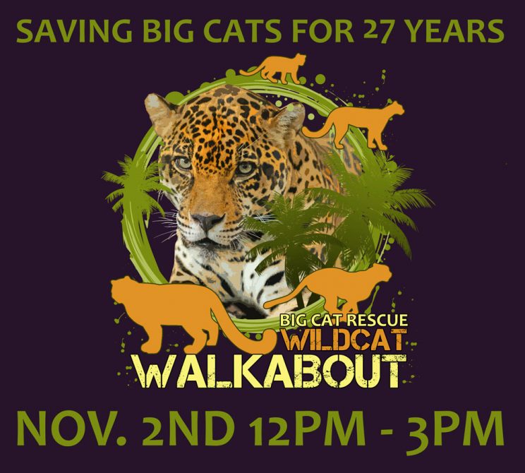 Wildcat Walkabout 2019