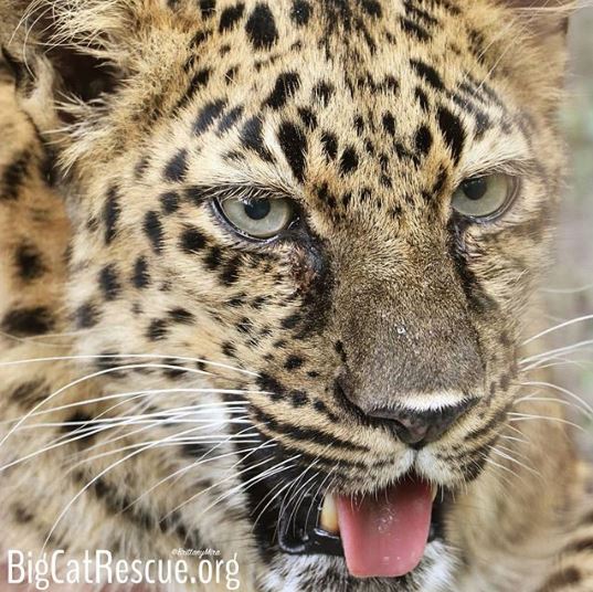 Natalia the Amur Leopard wishes you all sweet dreams!