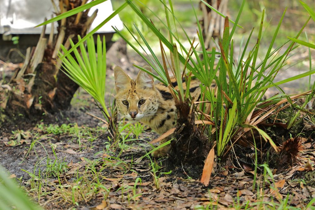 Illithia watches the goings on of the morning routine. The Serval is a solitary animal that leads a crepuscular lifestyle, meaning that it is most active in the early morning and evening.