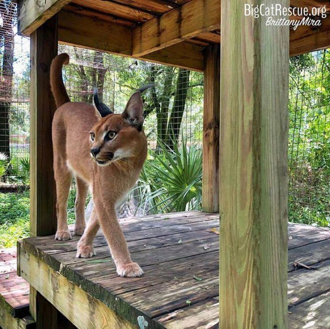 Cyrus Caracal can spy on his neighbor Chaos from his platform!