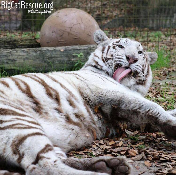 Sapphire Tigress has to spend a lot of time grooming to remain white!