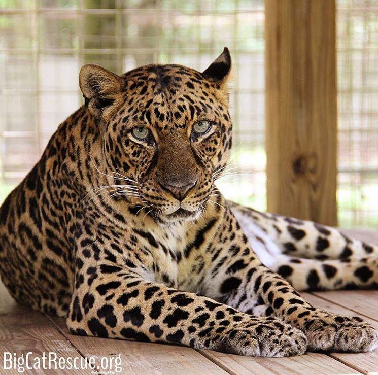 Beautiful Armani Leopard patiently waiting for her afternoon sicle to arrive!