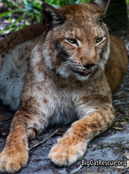 Apollo the Siberian Lynx wishes you a peaceful evening!
