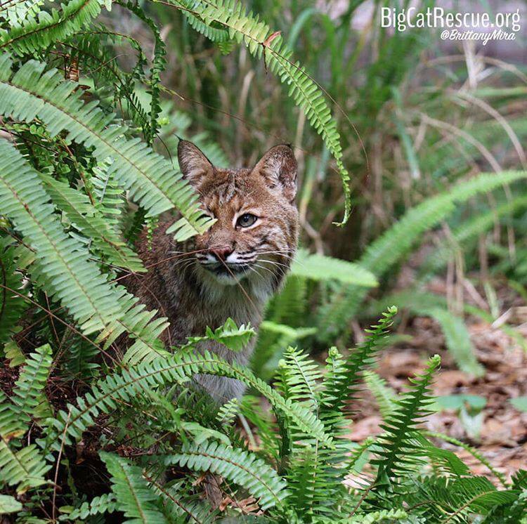 Frankie Bobcat enjoys playing hide and seek with his keepers after breakfast time!