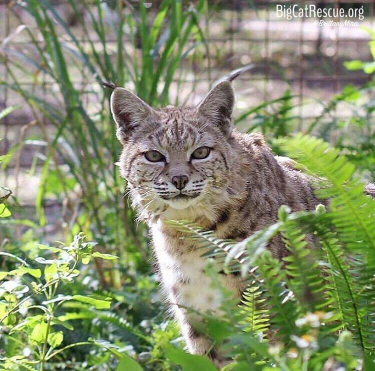 Sweet little Tiger Lilly Bobcat likes to pop out of her ferns to say hello!