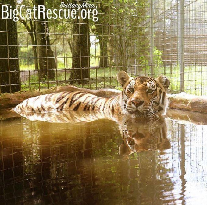 Jasmine Tigress taking an afternoon dip!