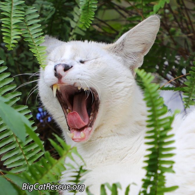 Handsome Pharaoh the White Serval has been busy being adorable today ~ that’s hard work you know! ?❤️ He is ready for a nice long catnap! ???