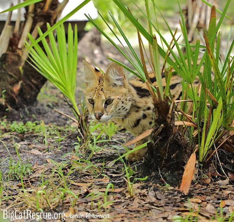 Illithia the Serval blending in with her amazing camouflage.