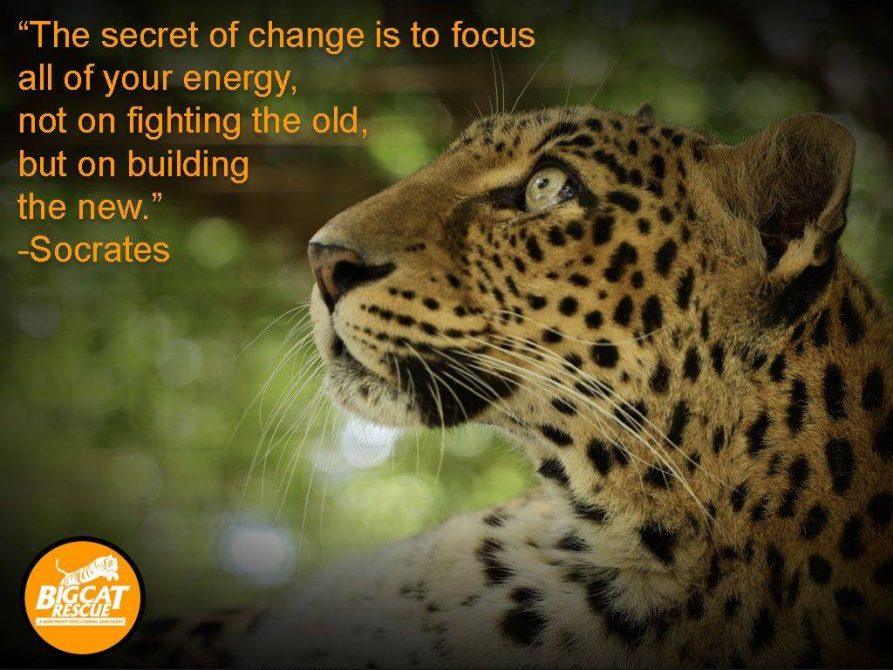 “The secret of change is to focus all your energy, not on fighting the old but on building the new” ~ Socrates