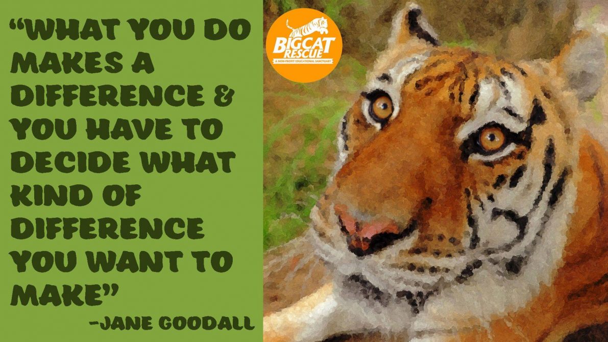 Quotes and Memes - “What you do makes a difference and you have to decide what kind of a difference you want to make” ~Jane Goodall