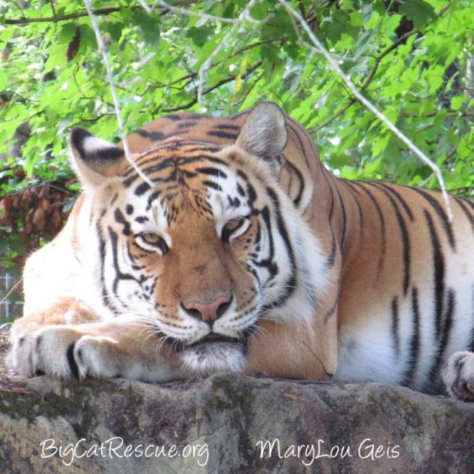 Dutchess Tigress sure is glad the weekend is almost here! ? Happy FURiday everyone! ?