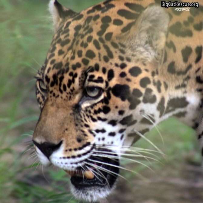 Handsome Manny Jaguar is all decked out for Whiskers Wednesday! >>•<<