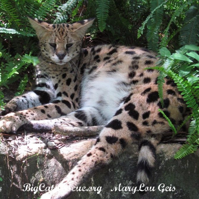 Nala Serval has settled in for a catnap in her ferns!