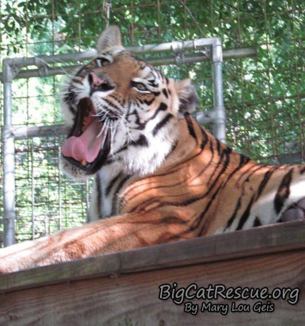 Miss Jasmine Tigress is demonstrating her best Tongue Out Tuesday! ? Have a terrific day everyone! ?