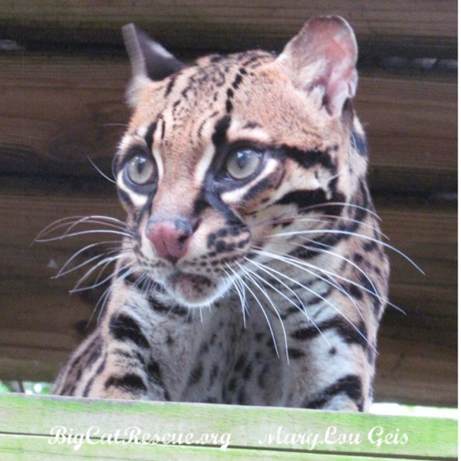 Purr-fection Ocelot is watching for the Keeper Tour hoping for enrichment!