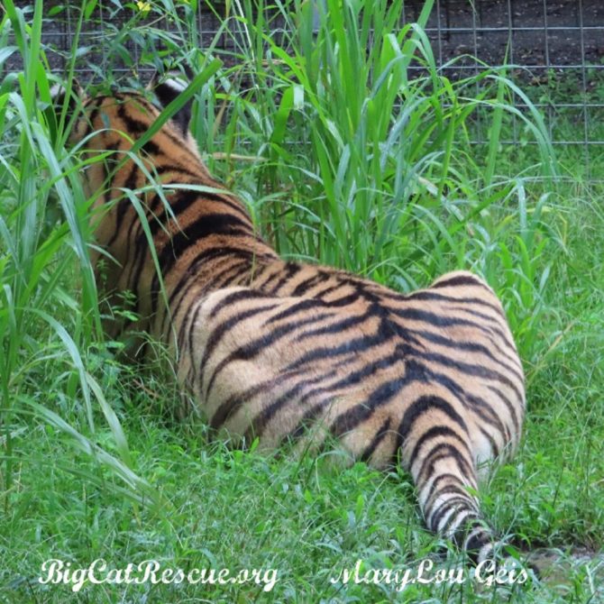 Jasmine Tigress says if it’s not Friday then talk to the tail!