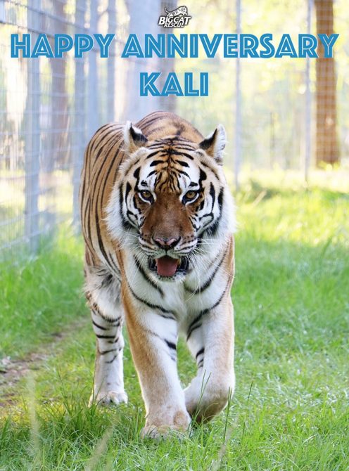Happy Rescue Anniversary to Kali!! Kali the tigress has called Big Cat Rescue home for the last five years <3 Learn about Kali - http://bigcatrescue.org/kali/ Sponsor Kali - https://big-cat-rescue.myshopify.com/products/tiger-sponsorship   September 6 2019 67974467 10156299592031957 8881270143607373824 n