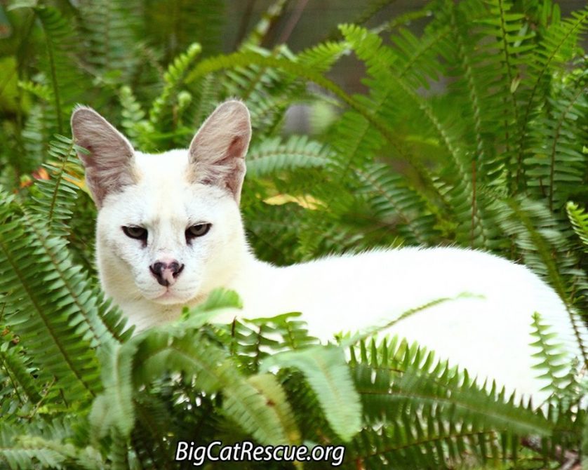 Pharaoh the White Serval is very handsome among his ferns!
