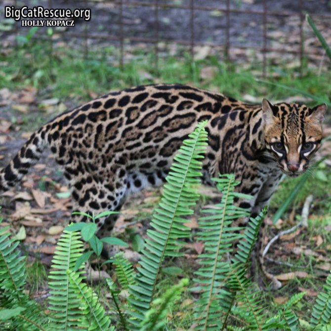Amazingly beautiful Purr-Fection Ocelot is out looking for the purr-fect CAT-napping spot among her ferns!
