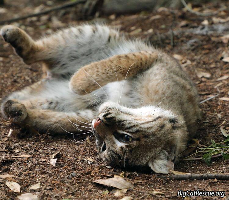 Good night Big Cat Rescue Friends! ? Lakota Bobcat wishing you a relaxed Friday evening! 
