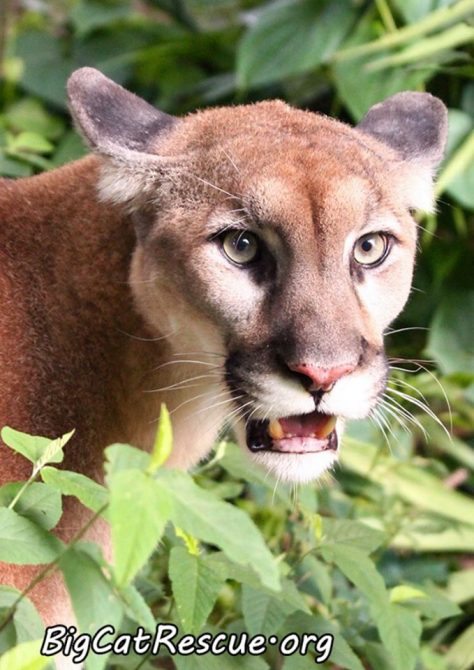 Orion Cougar is watching for keepers to bring snacks!