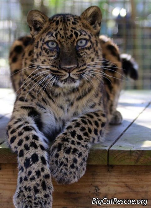 Good morning Big Cat Rescue Friends! ☀️ Beautiful Natalia the Amur Leopard hopes everyone has a fantastic FURsday Thursday!   September 5 2019 69695350 10156346509716957 7798264169639182336 n