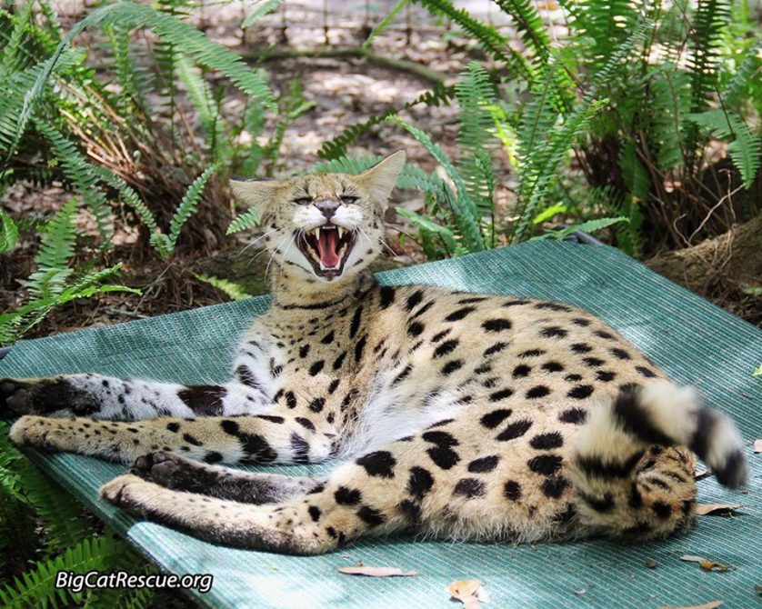 Good night Big Cat Rescue Friends!? Nala Serval is so happy tomorrow is Fri-YAY! Nite nite everyone! 