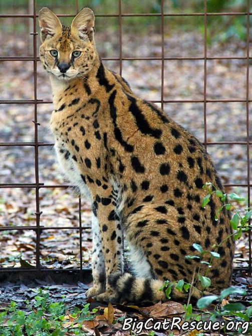 Big Cat Fact: Did you know Servals have spots AND stripes?! Zimba Serval is demonstrating!