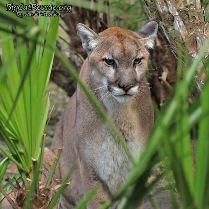 Ares Cougar is thinking about what mischief he can get himself into!