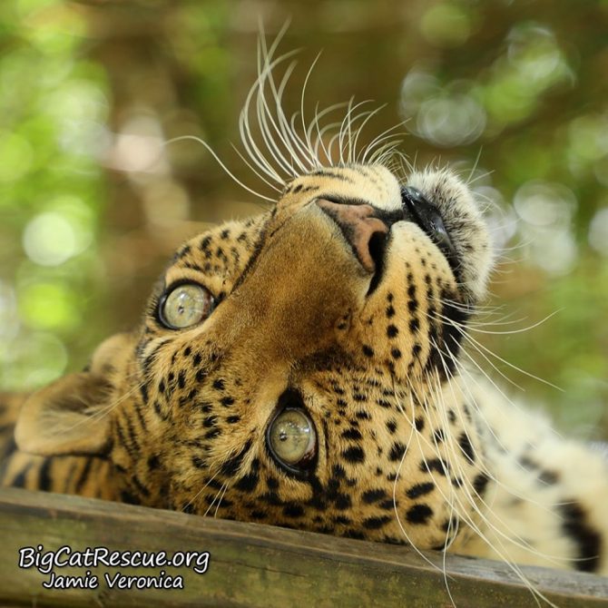 Miss Sundari Leopard wants you to see she can do Whiskers Wednesday beautifully even upside down!