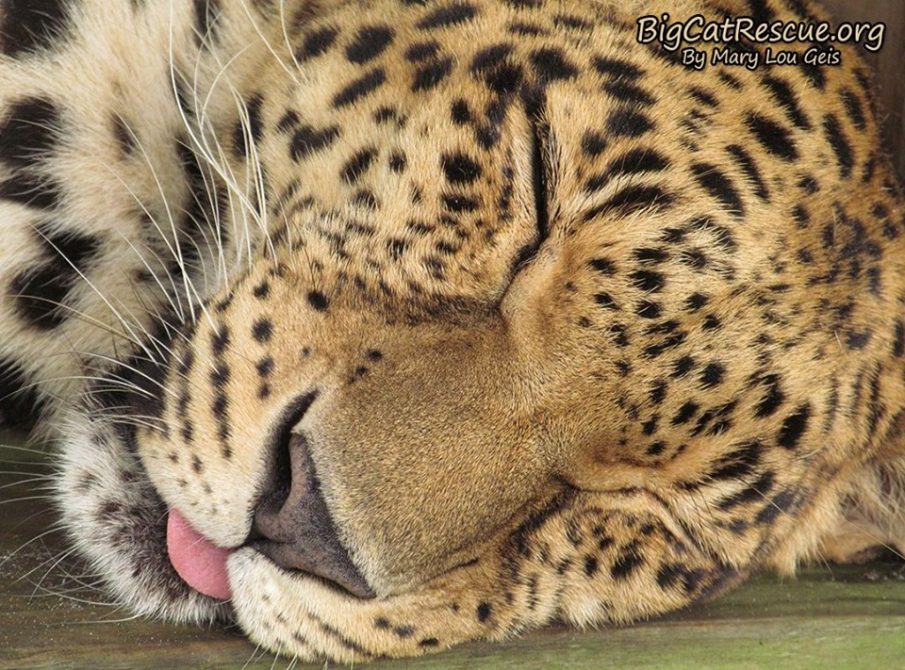 Good night Big Cat Rescue Friends! ? Beautiful Sundari Leopard wishing you a wonderful CATurday night! Nite Nite Sunny!  September 7 2019 69801607 10156352574546957 2997349086220255232 n