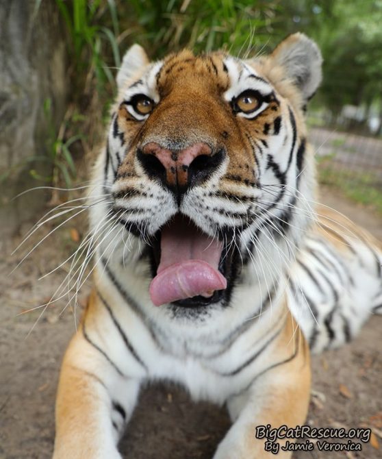 Beautiful Miss Kali Tigress is posing for Tongue Out Tuesday! Love you Kali! Have a terrific day everyone!