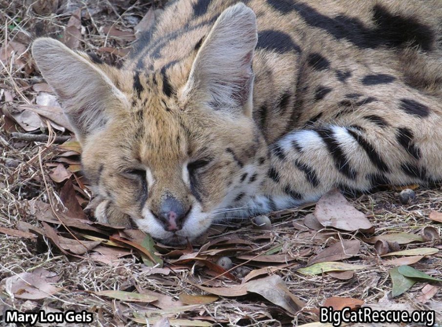 Servie Serval is catching a quick CATnap before the Keeper Tour arrives! BigCatRescue.org/Tickets