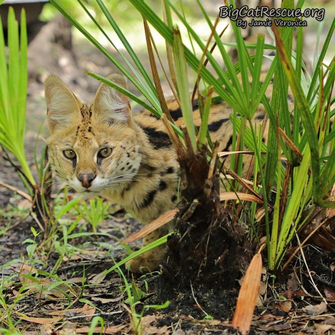 Beautiful Illithia Serval hiding out looking for something to chase!  September 7 2019 69883891 10156352748701957 3379700870345129984 n