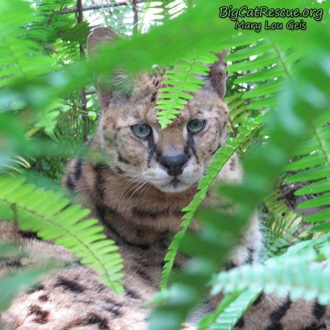 Beautiful blue-eyes Zimba Serval is ready to take a long CATnap in his ferns!