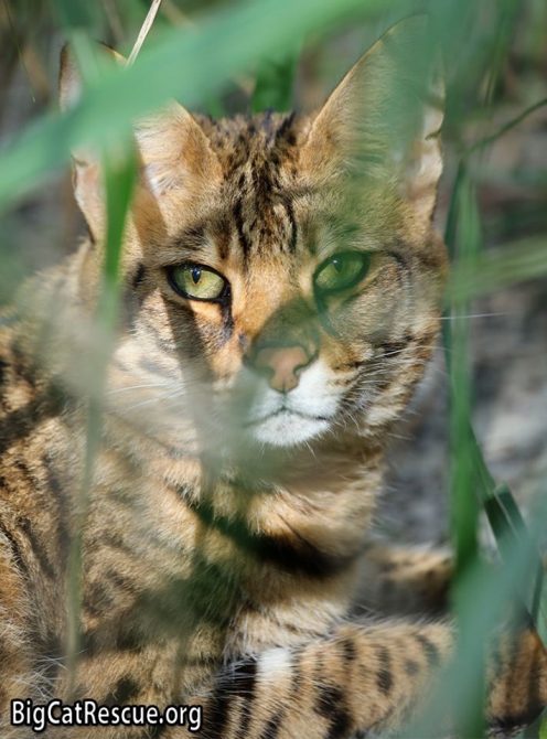 Handsome, green-eyed Simba Savannah is playing hide and seek with his keepers!  September 6 2019 69959835 10156349660066957 8197333924985176064 n