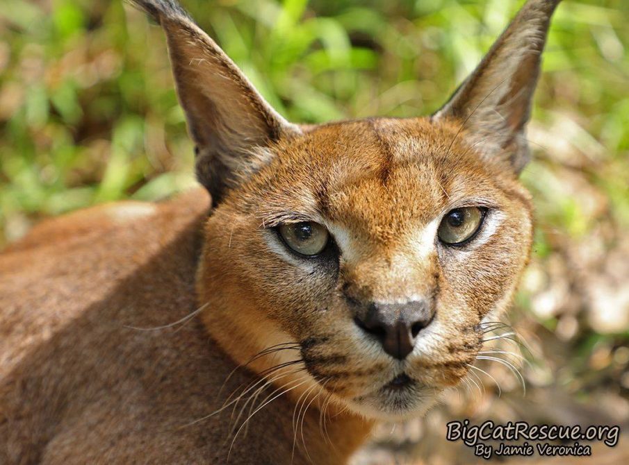 Cyrus (Punkin Head) Caracal has the most beautiful long, black twitchy ears! *Did you know “Caracal” means “black ears”?