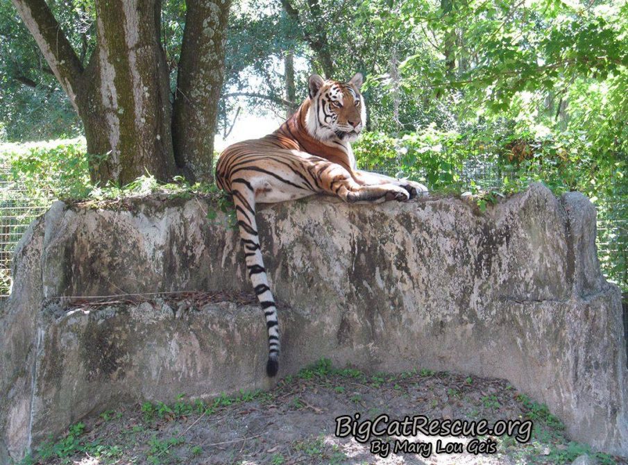 Dutchess Tigress looking quite regal laying on top of her rock den keeping an eye on Tiger Lake!