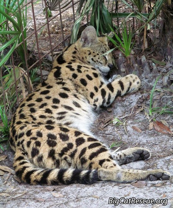 Goodnight Big Cat Rescue Friends! ? Hutch Serval is sleeping! Shhhh! Nite nite Hutch!
