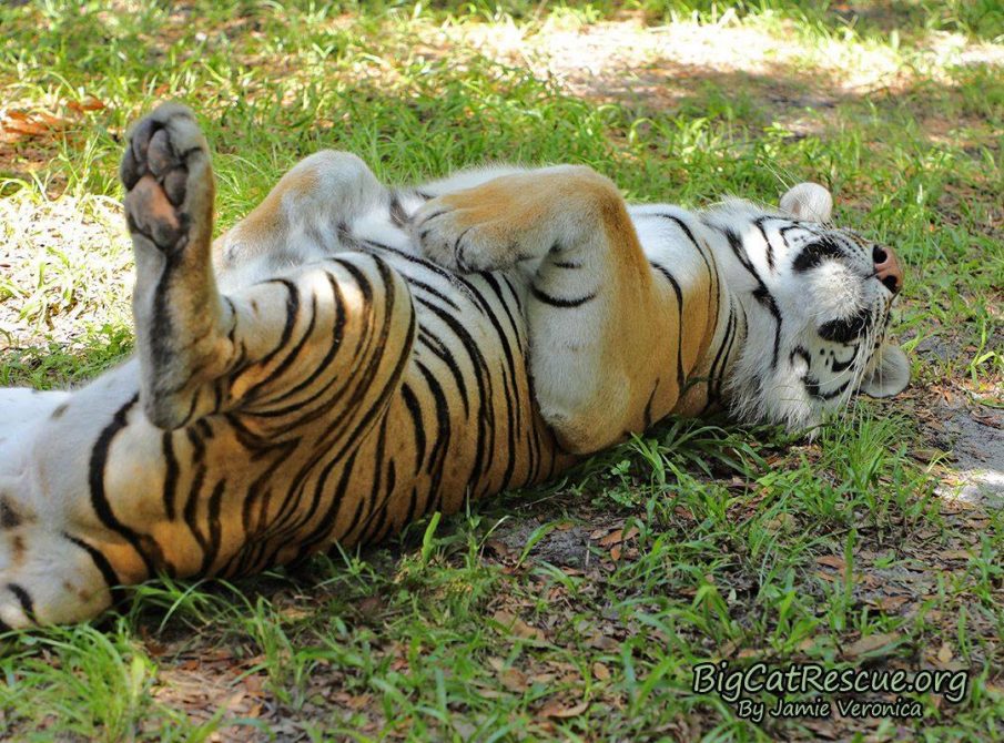 Dutchess Tiger says, "Doesn’t everyone CATnap like this?!"
