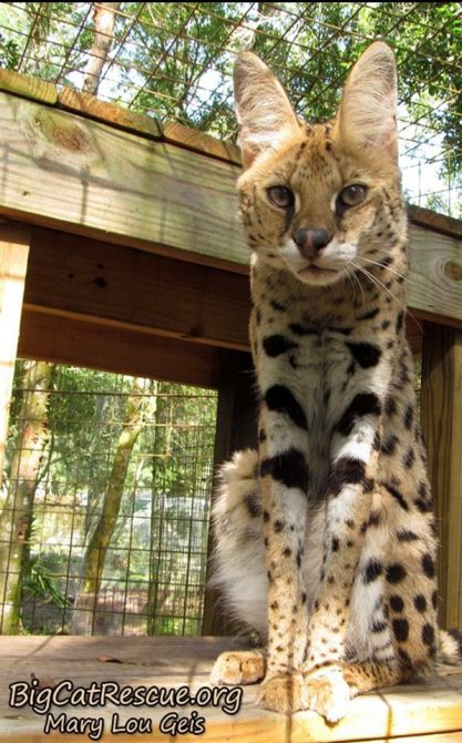 Illithia Serval wants to know what you brought for her afternoon snack?!