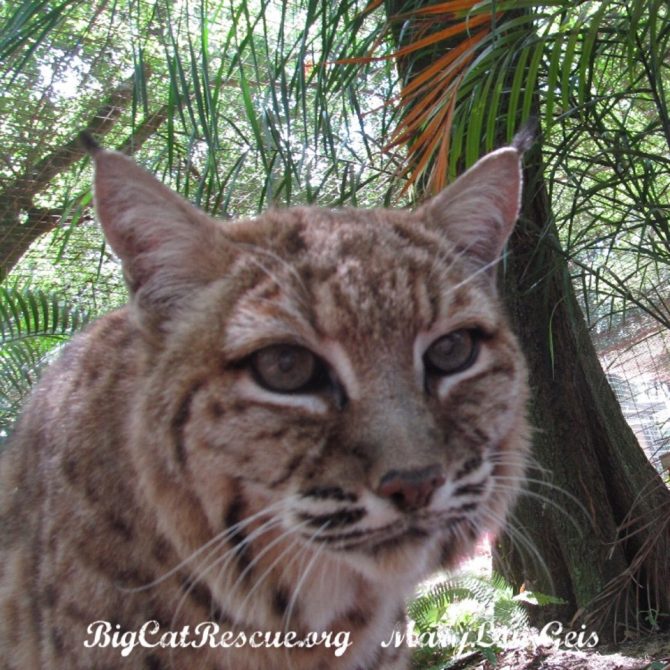 Miss Breezy Bobcat is watching the squirrels hanging out in the trees!