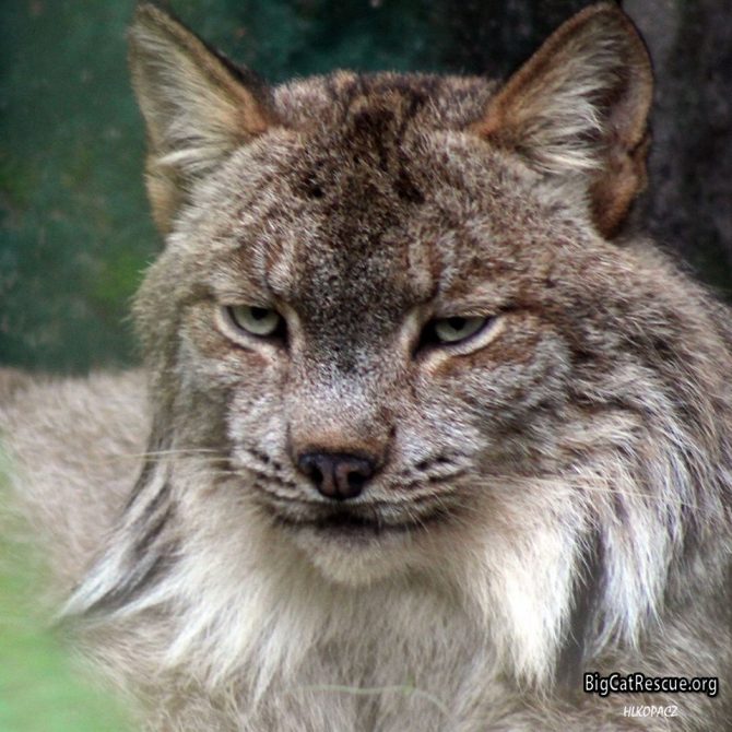 Gilligan Canada Lynx is watching out for the keepers to bring snacks!