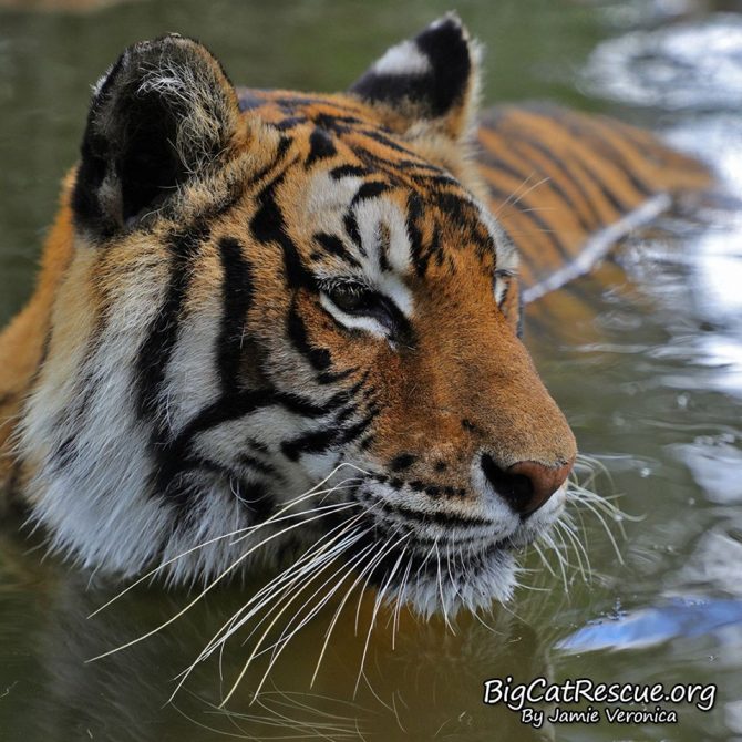 Good morning Big Cat Rescue Friends! ☀️ Princess Priya Tigress searching for someone to splash! Have a beautiful Sunday everyone!